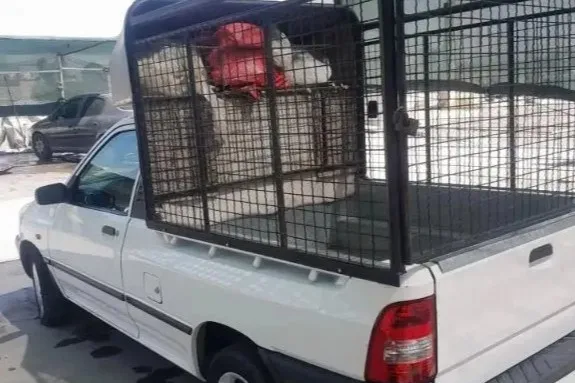 عکس اصلی محصول